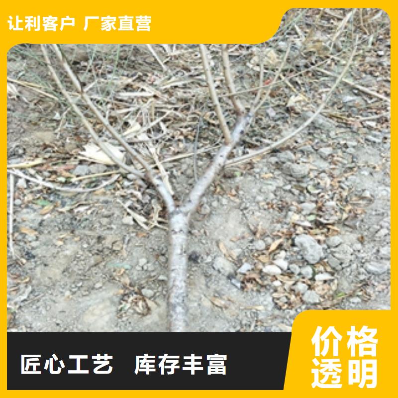 【桃树蓝莓苗供货及时】
