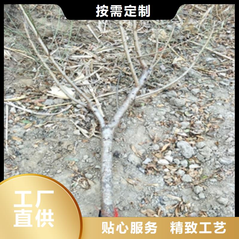 桃树【占地果树】实拍品质保障