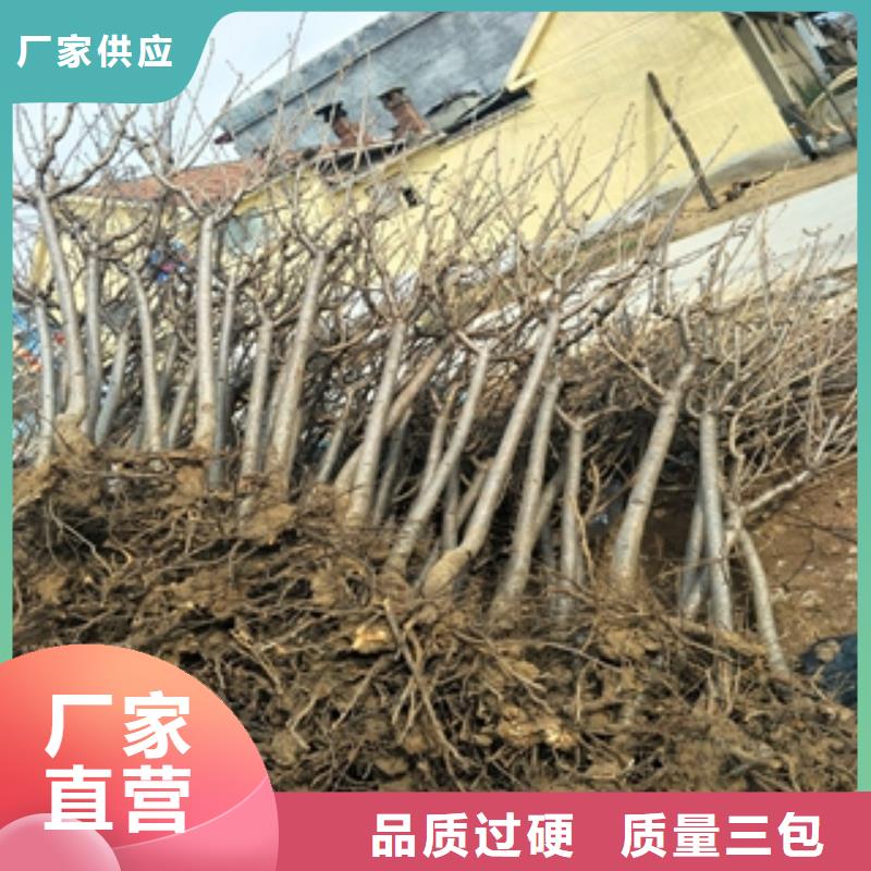 桃树蓝莓苗优质工艺