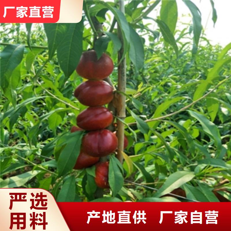 桃树核桃苗樱花苗长果桑树苗品质做服务
