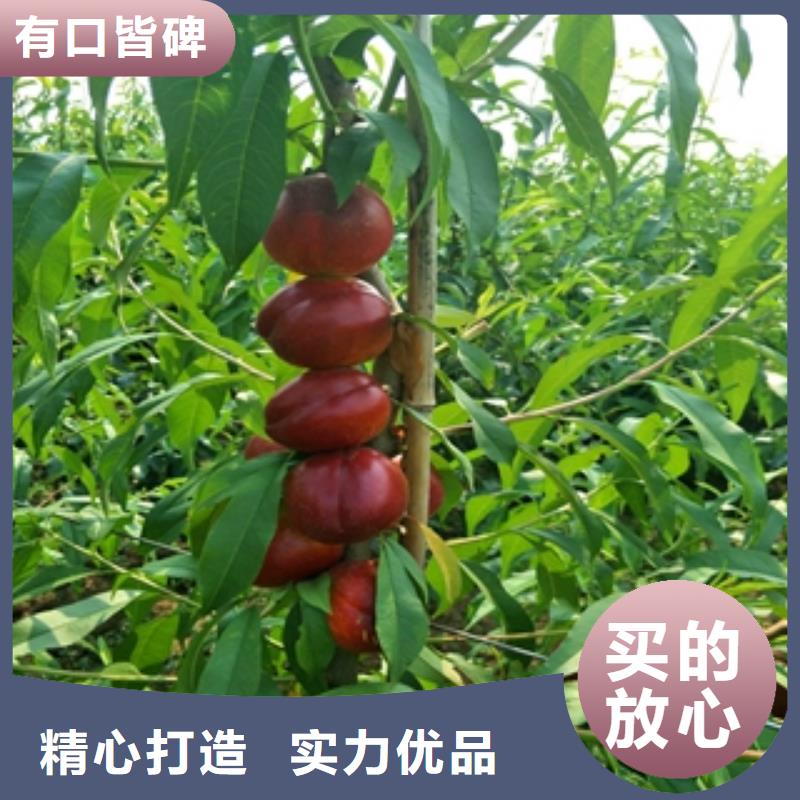 桃树占地果树诚信商家服务热情