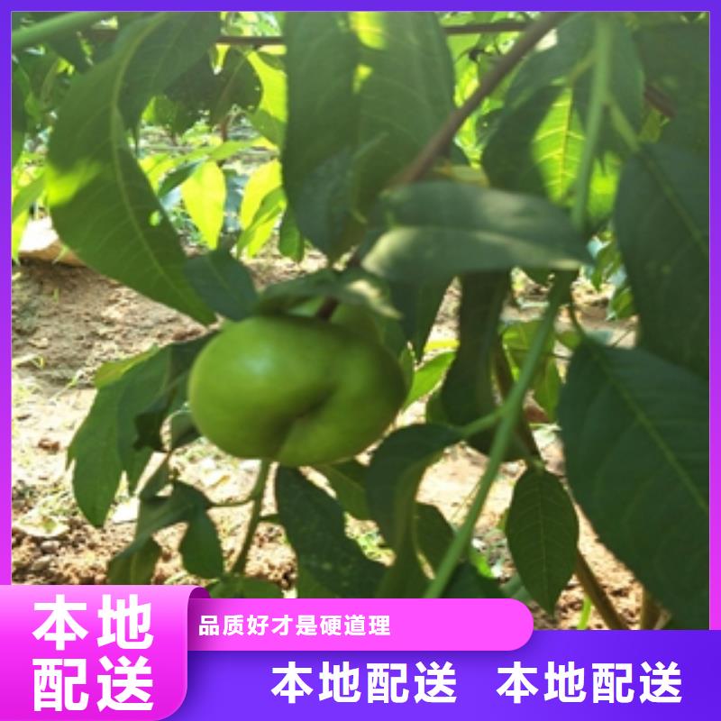 【桃树泰山景松造型景松用心经营】