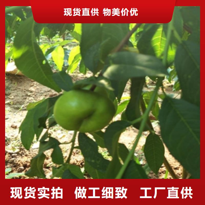 桃树_占地果树专注细节专注品质