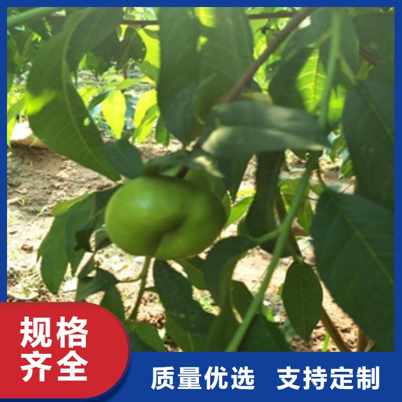 桃树蓝莓苗优质工艺