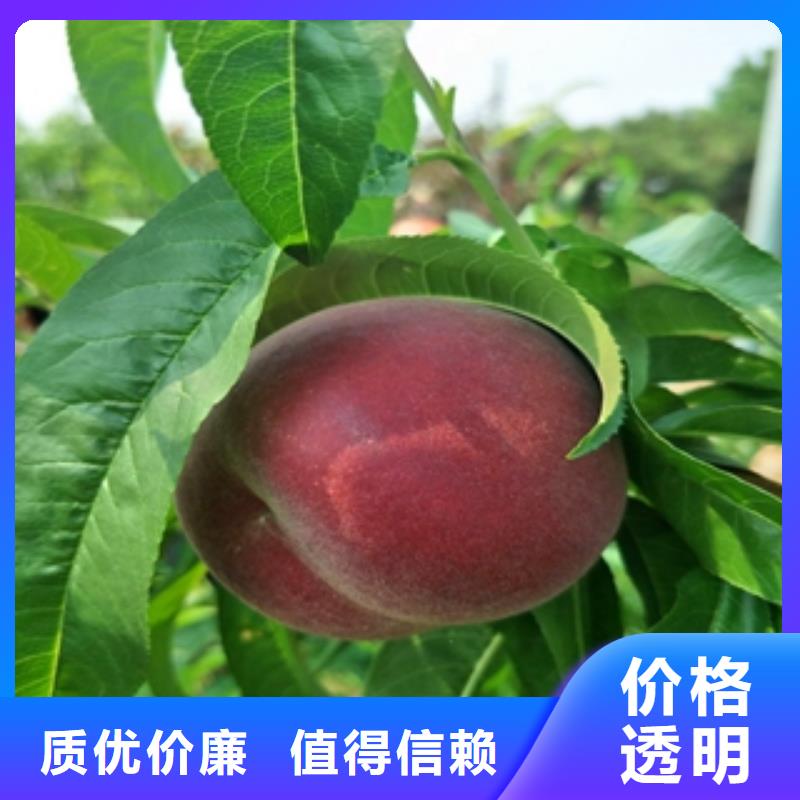 桃树国槐专注细节使用放心