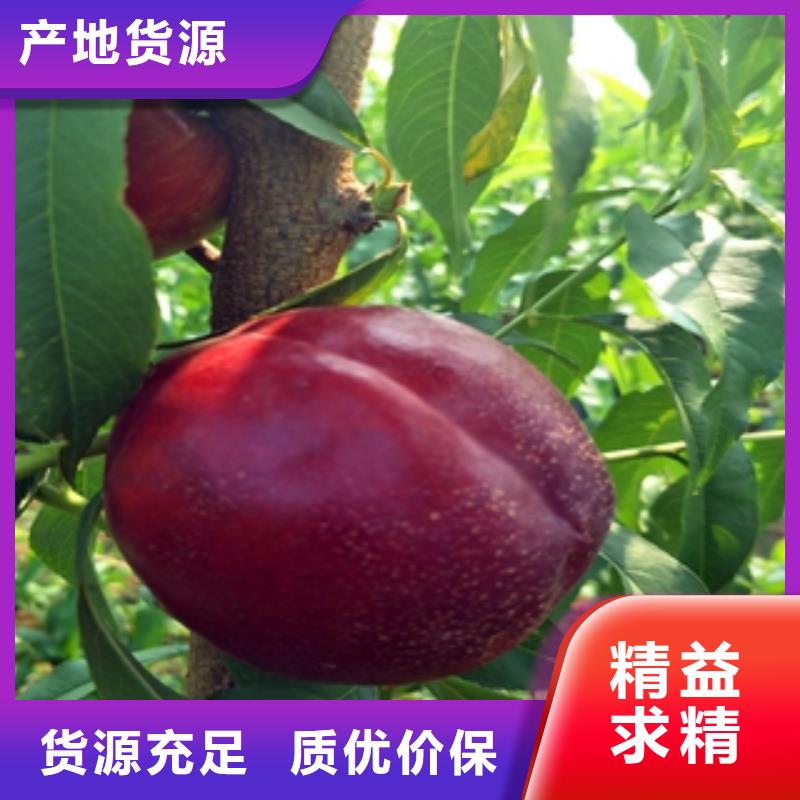 桃树-绿化树绿化工程研发生产销售