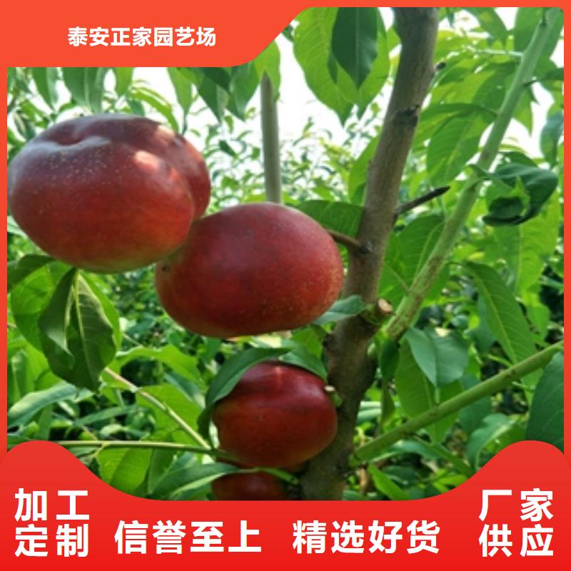 桃树-碧桃值得信赖