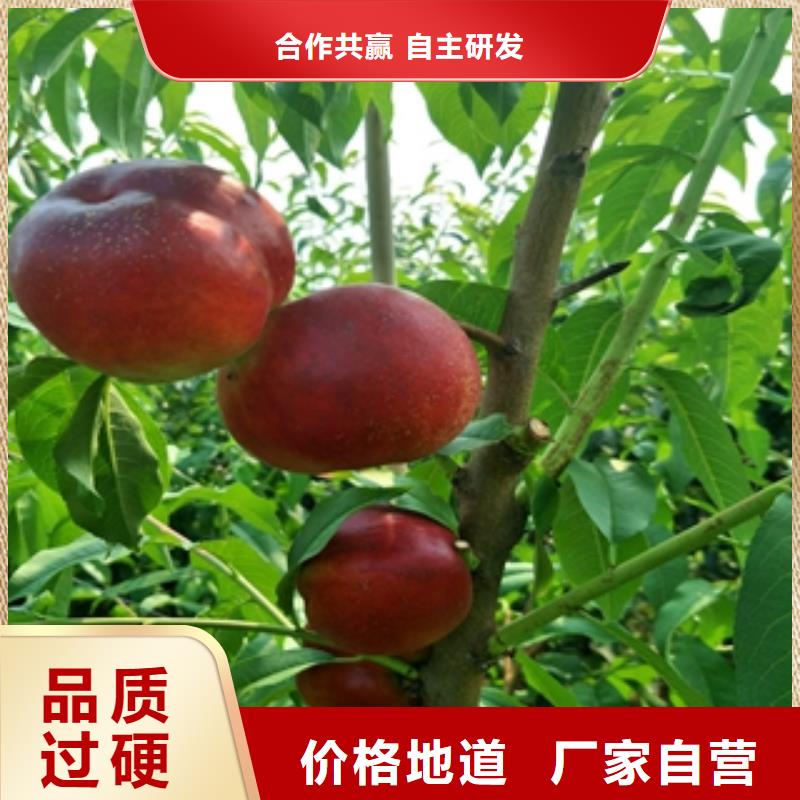 桃树占地果树拥有核心技术优势