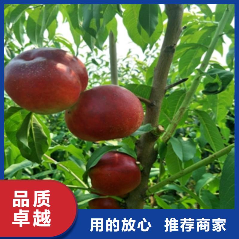 桃树,泰山景松造型景松信誉至上