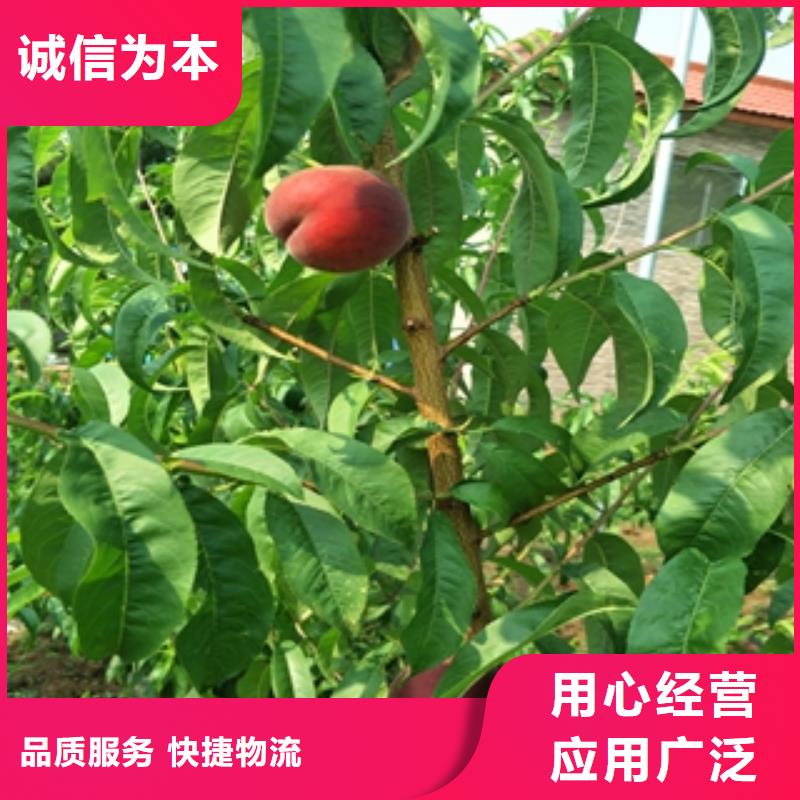 桃树_占地果树专注细节专注品质