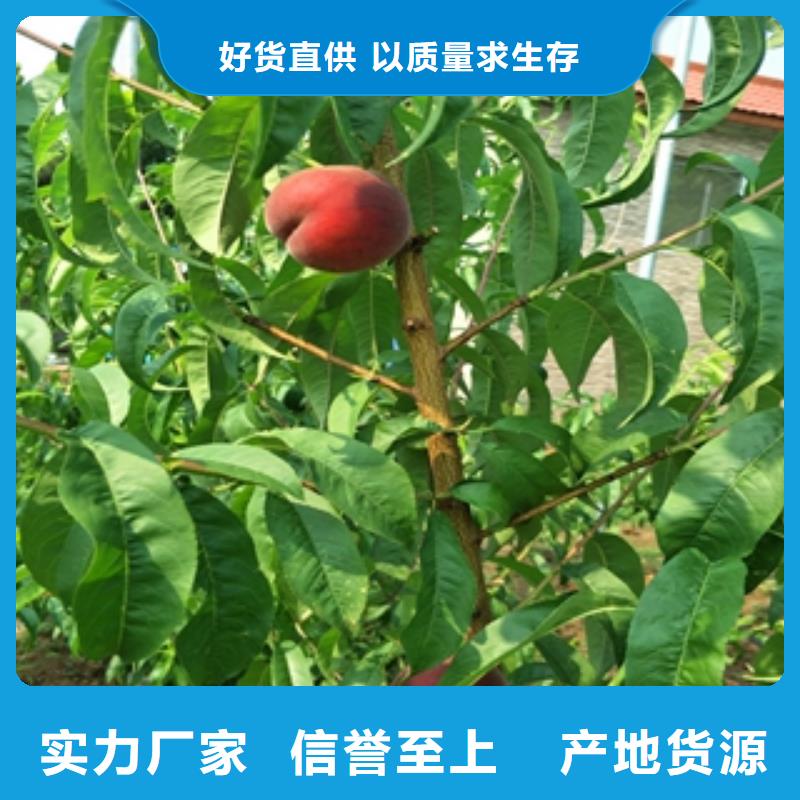 桃树_【钙果苗】质量安心