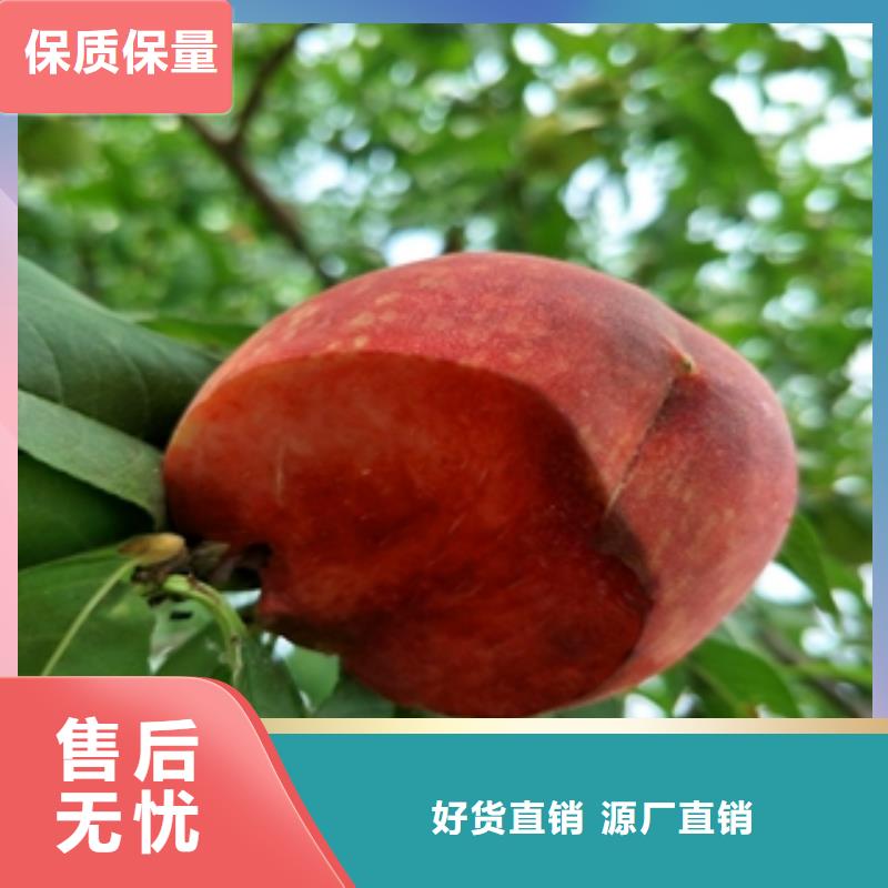 桃树_核桃苗樱花苗长果桑树苗货源报价
