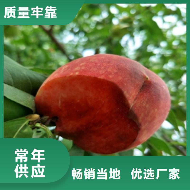 桃树-泰山景松造型景松现货充裕
