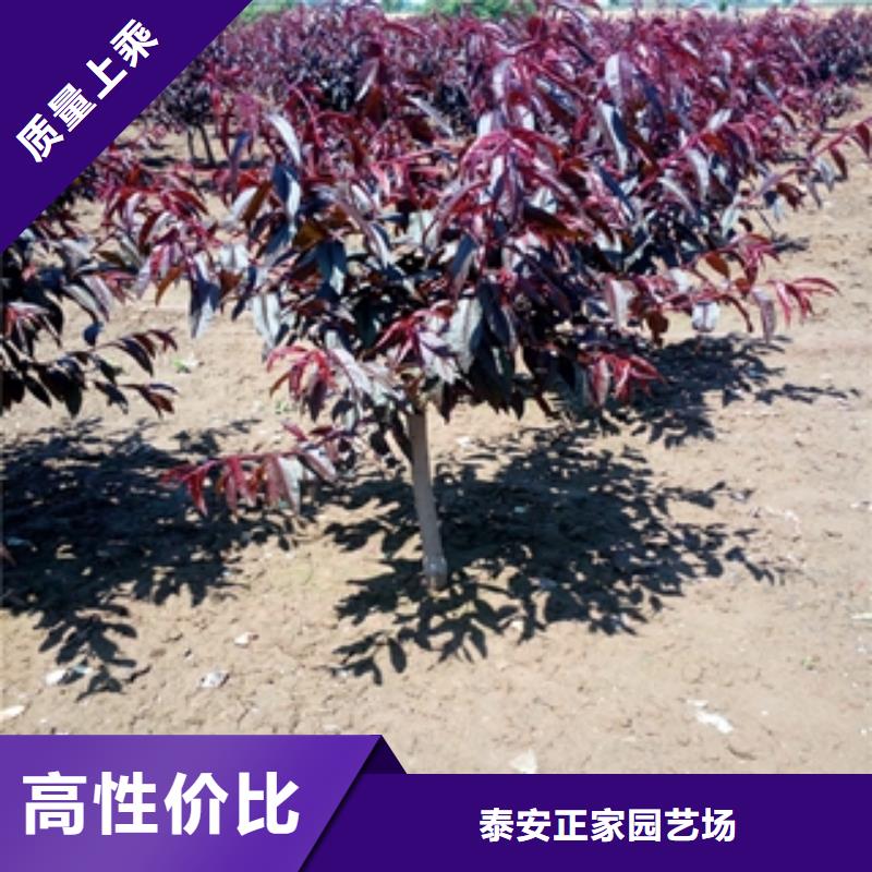 桃树-绿化树绿化工程研发生产销售