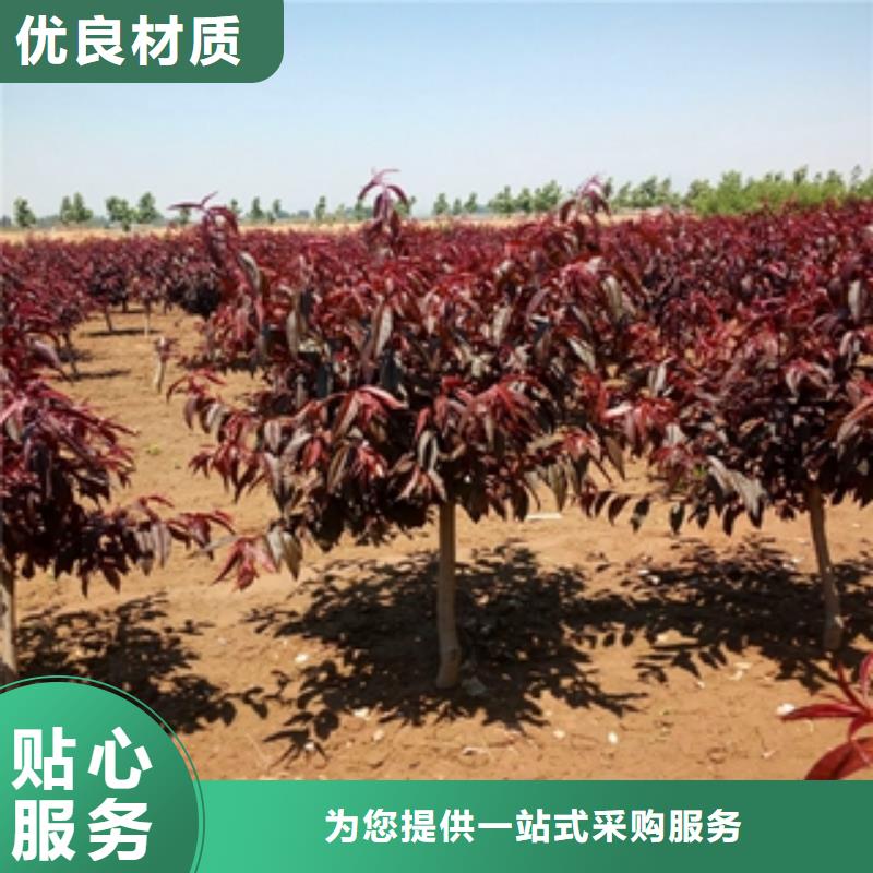 桃树-碧桃值得信赖
