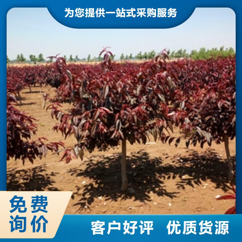桃树【碧桃】库存量大