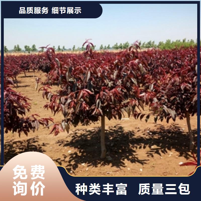 桃树核桃苗樱花苗长果桑树苗品质做服务
