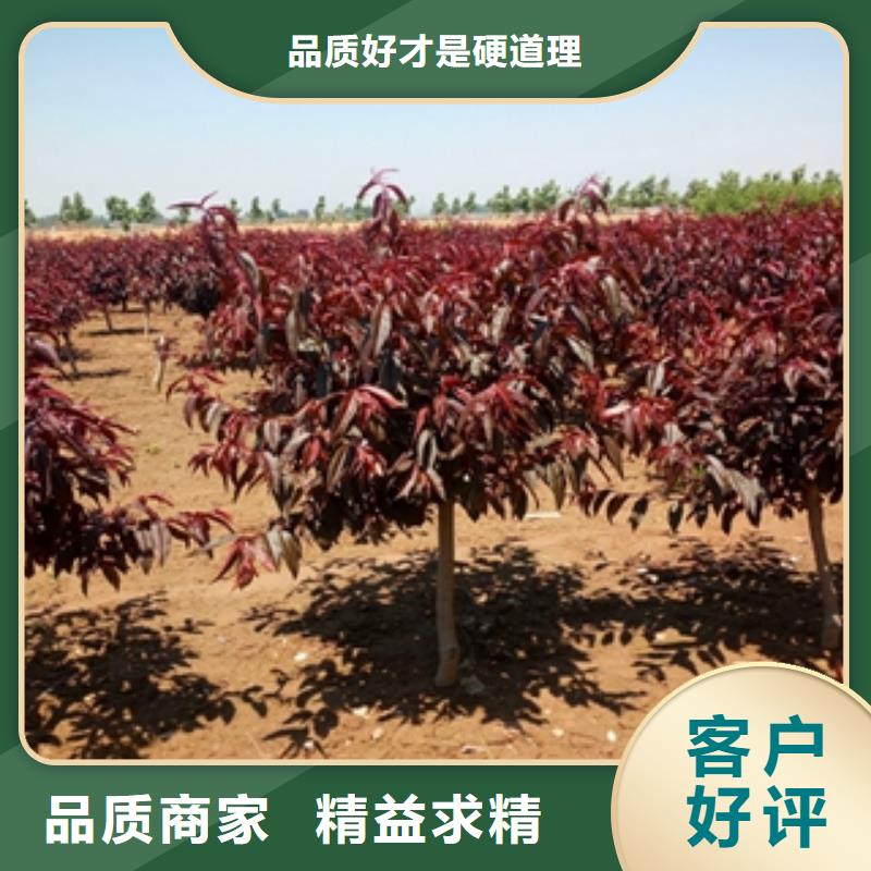 桃树-碧桃值得信赖
