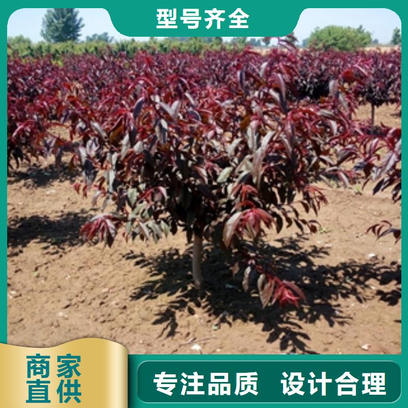 桃树_蓝莓苗供应商