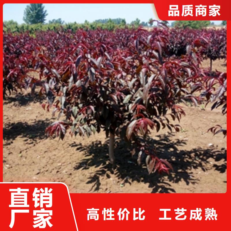 桃树泰山景松造型景松专业供货品质管控