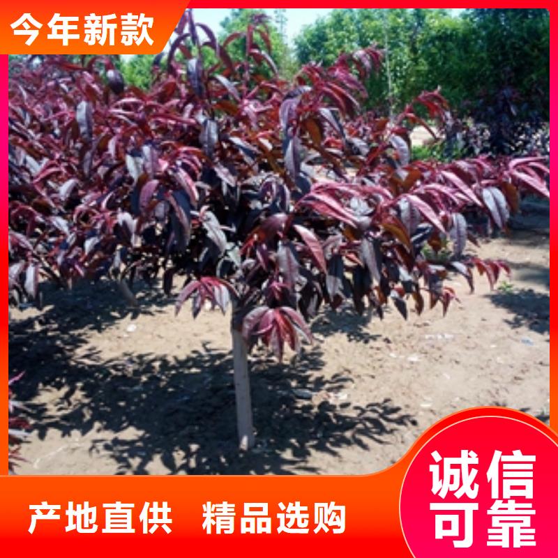 桃树【占地果树】实拍品质保障