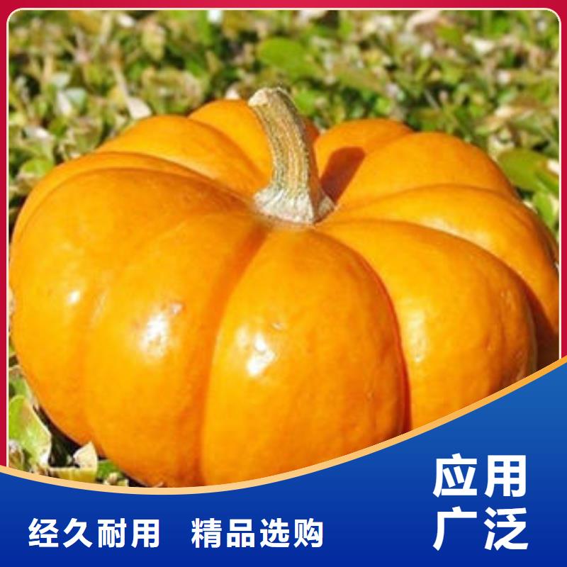 南瓜丁-【羽衣甘蓝粉】优质工艺