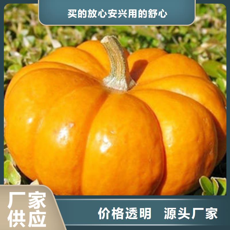 南瓜丁【羽衣甘蓝粉】厂家定制