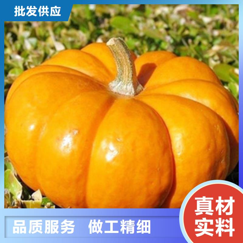 无皮南瓜丁实体厂家