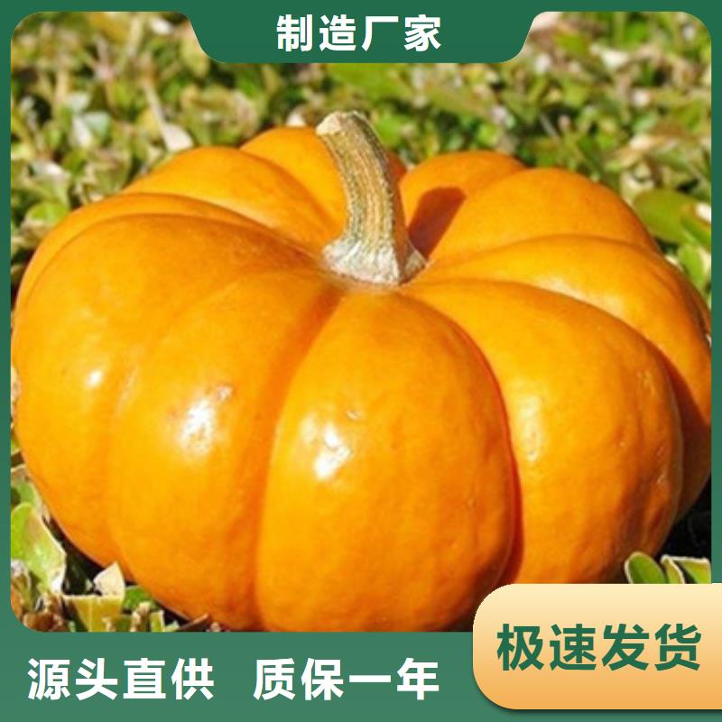 无皮南瓜丁了解更多