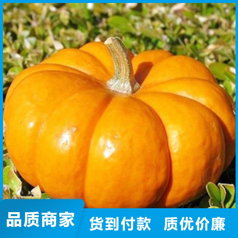 无籽南瓜丁（金瓜颗粒）怎么吃
