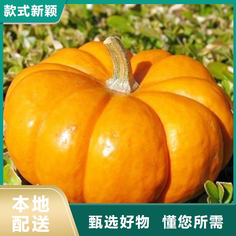 南瓜粒价格实惠