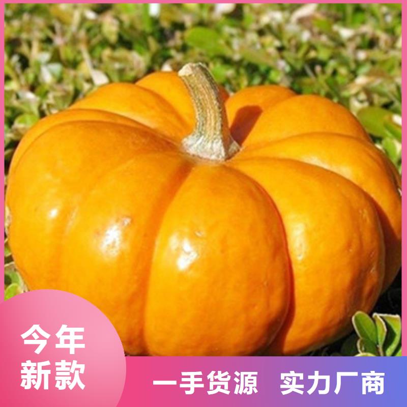 万宁市脱水无籽南瓜丁蔬菜粉