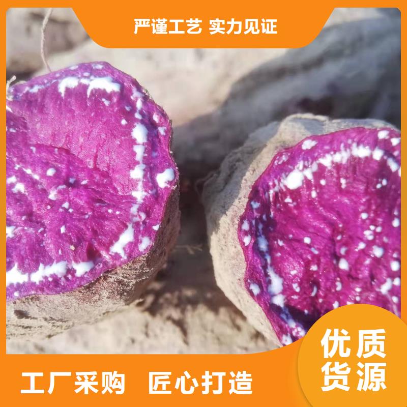 紫地瓜苗供应