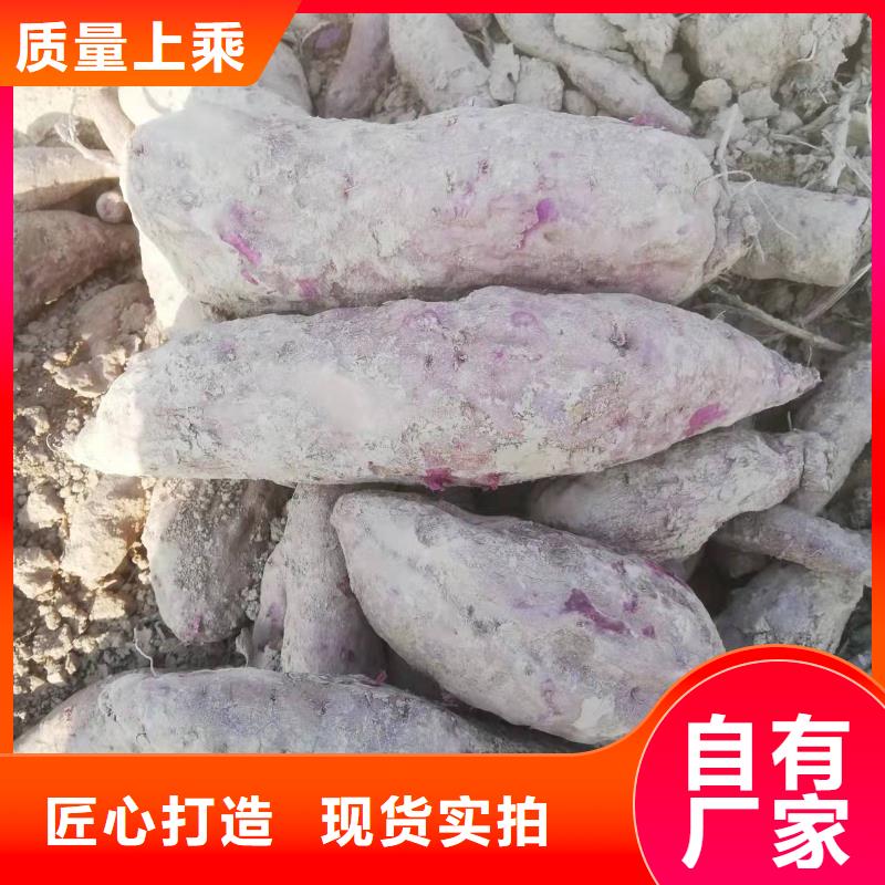 紫薯苗合作社