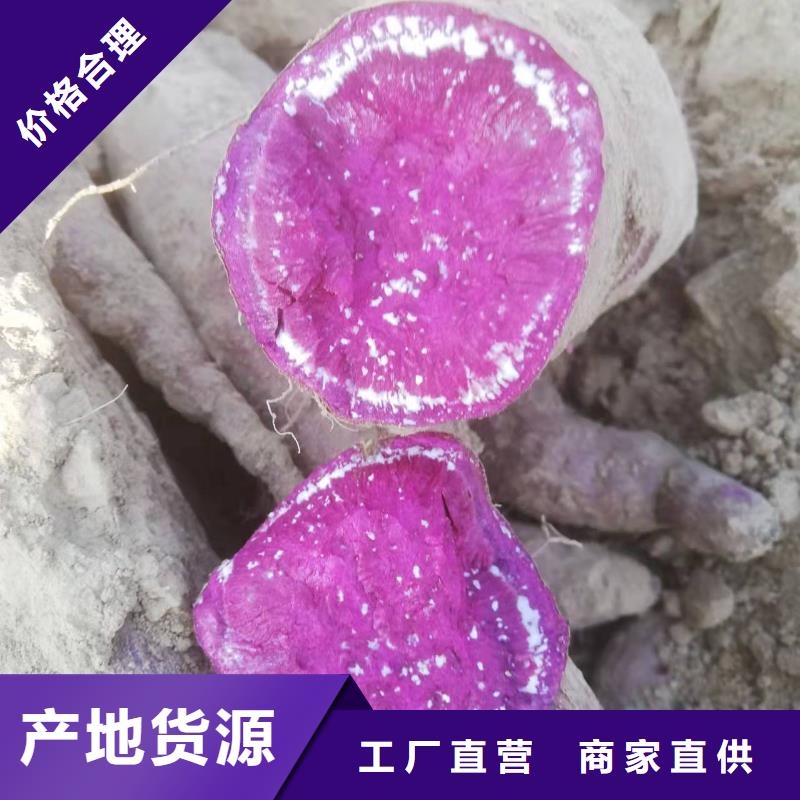 紫薯种子怎么培育