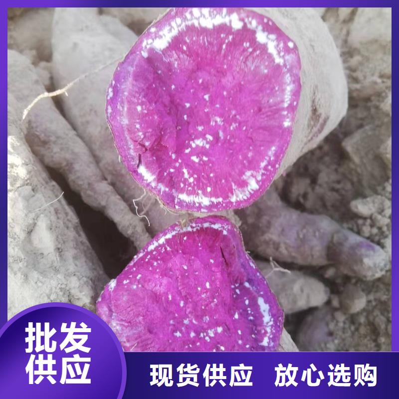 甘薯苗（紫红薯苗）千亩种植