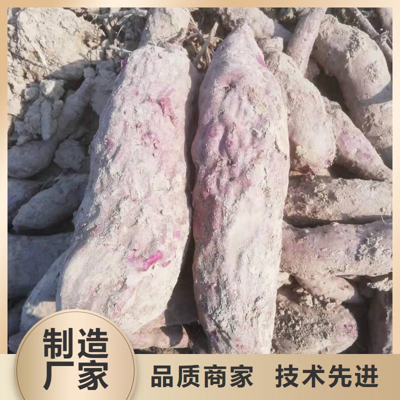 紫红薯苗种植基地