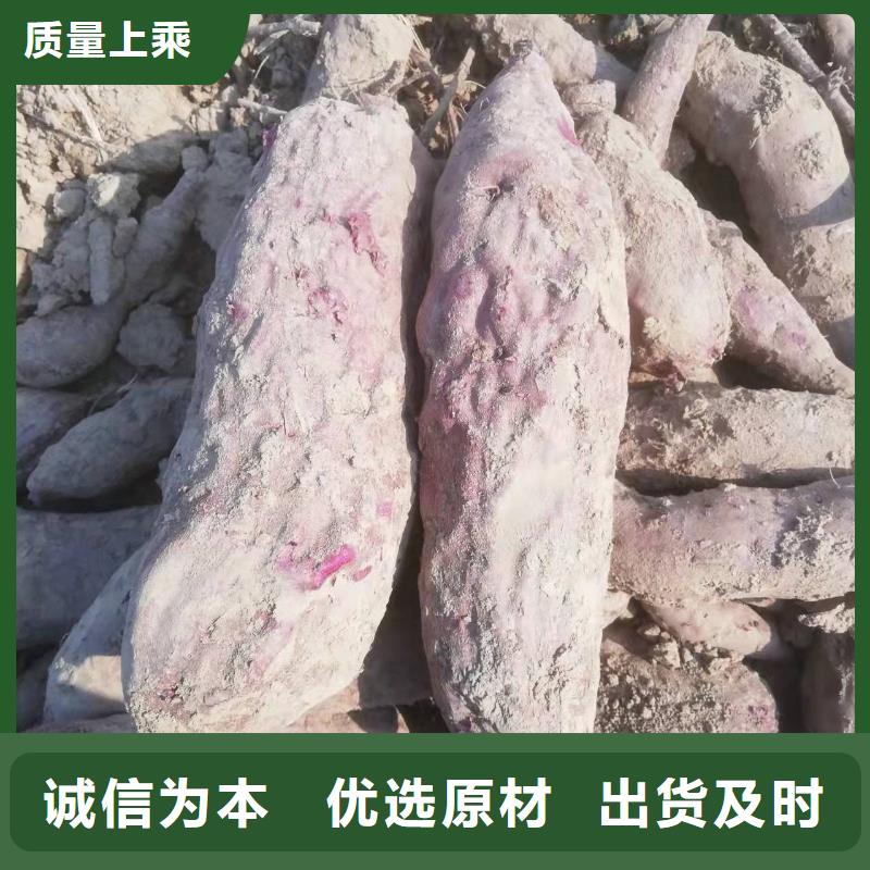 麦茬济黑2号苗怎么保存
