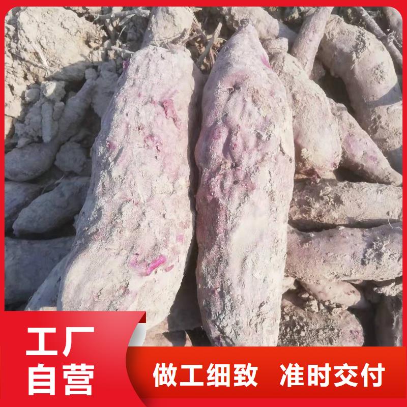 紫甘薯苗厂家
