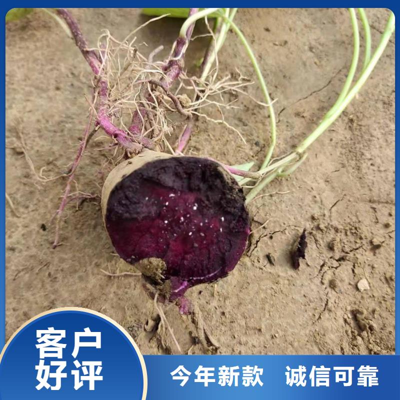 紫地瓜苗子批发