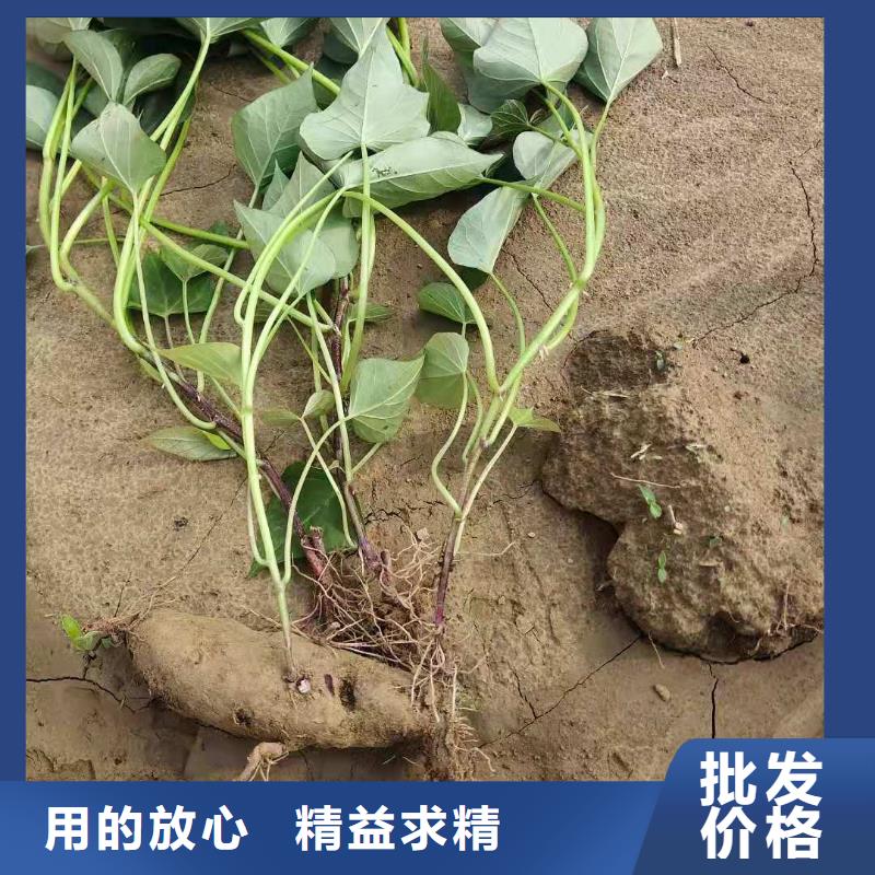 麦茬济黑2号苗怎么培育