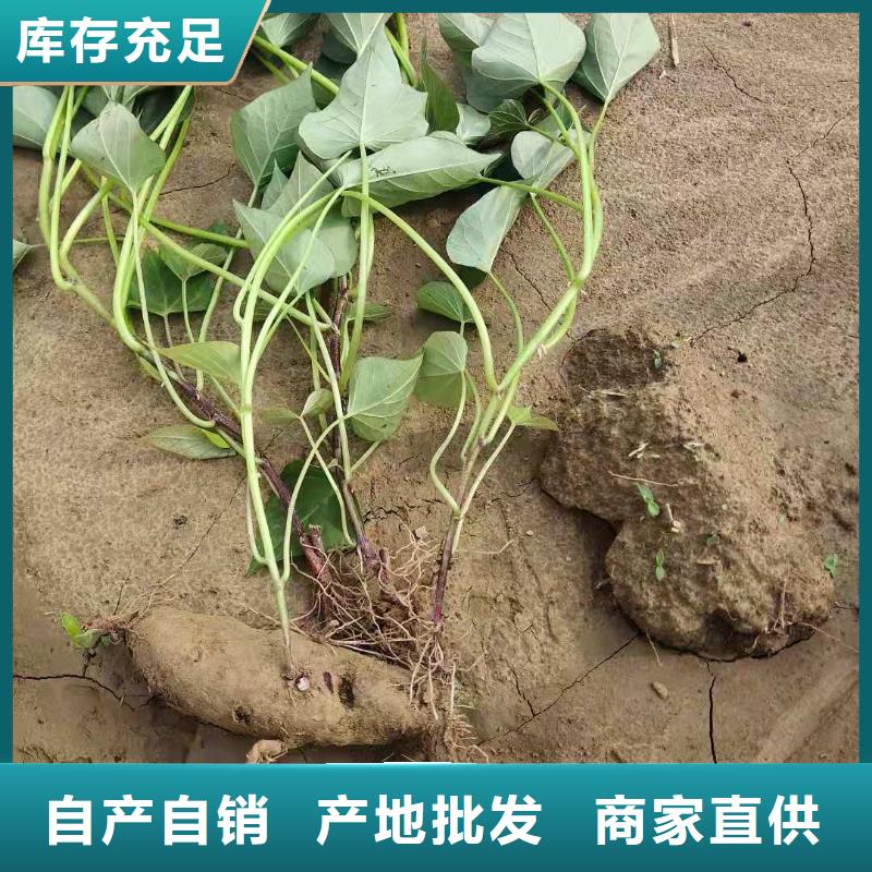 紫罗兰紫薯苗苗木基地