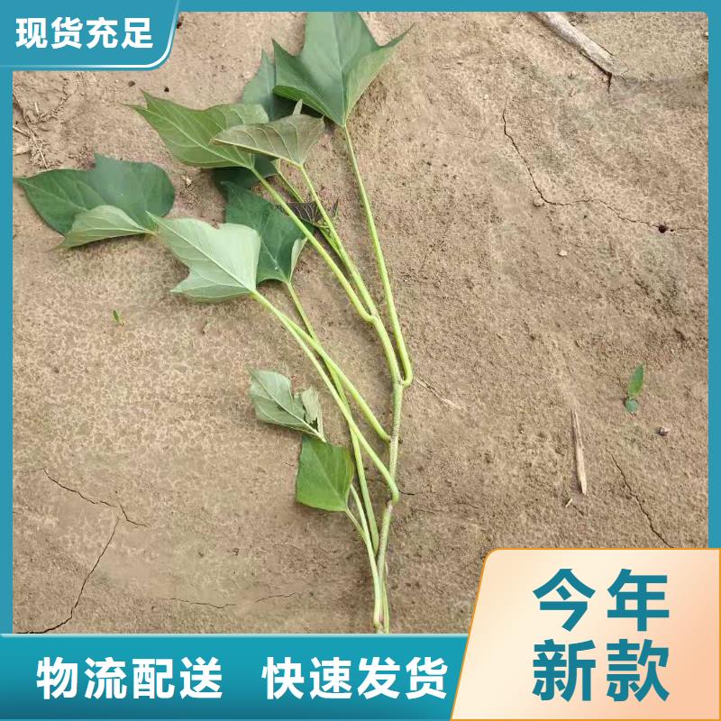 紫罗兰紫薯苗零售批发