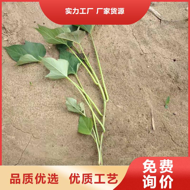 麦茬济黑2号苗专业生产厂家