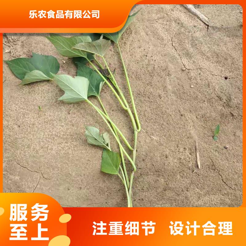 紫甘薯苗厂家