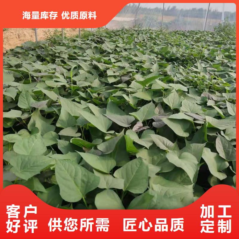 紫红薯苗种植基地