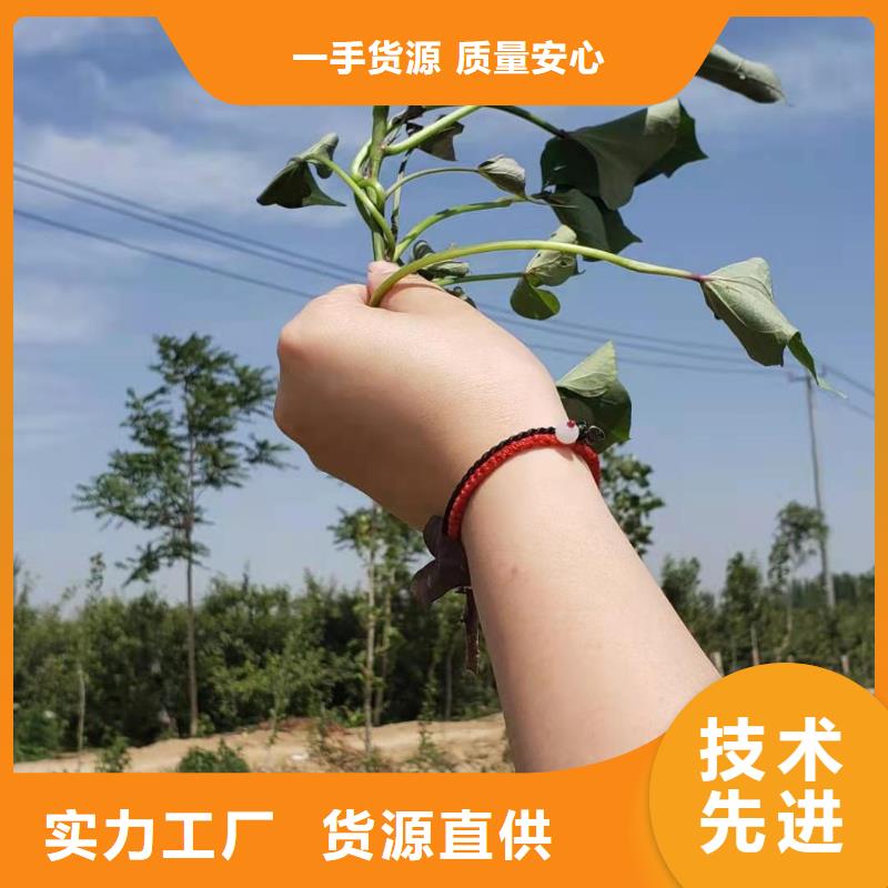 脱毒红薯苗(西瓜红)怎么种