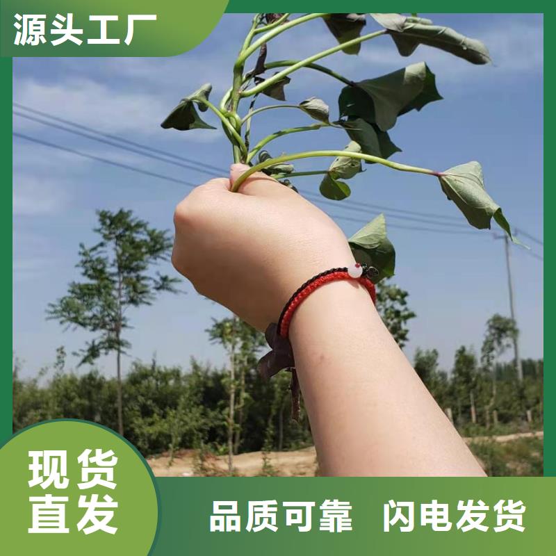 【紫薯苗羽衣甘蓝粉产地工厂】