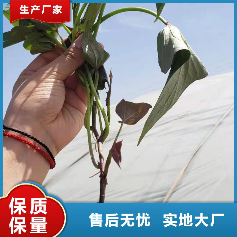 紫薯苗（济黑2号上市）多年育苗经验