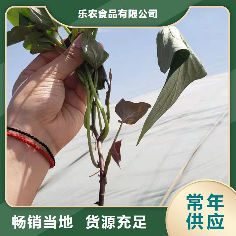 紫罗兰紫薯苗生产基地
